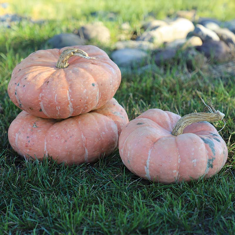 Pumpkin Colorado Sun F1 Seed