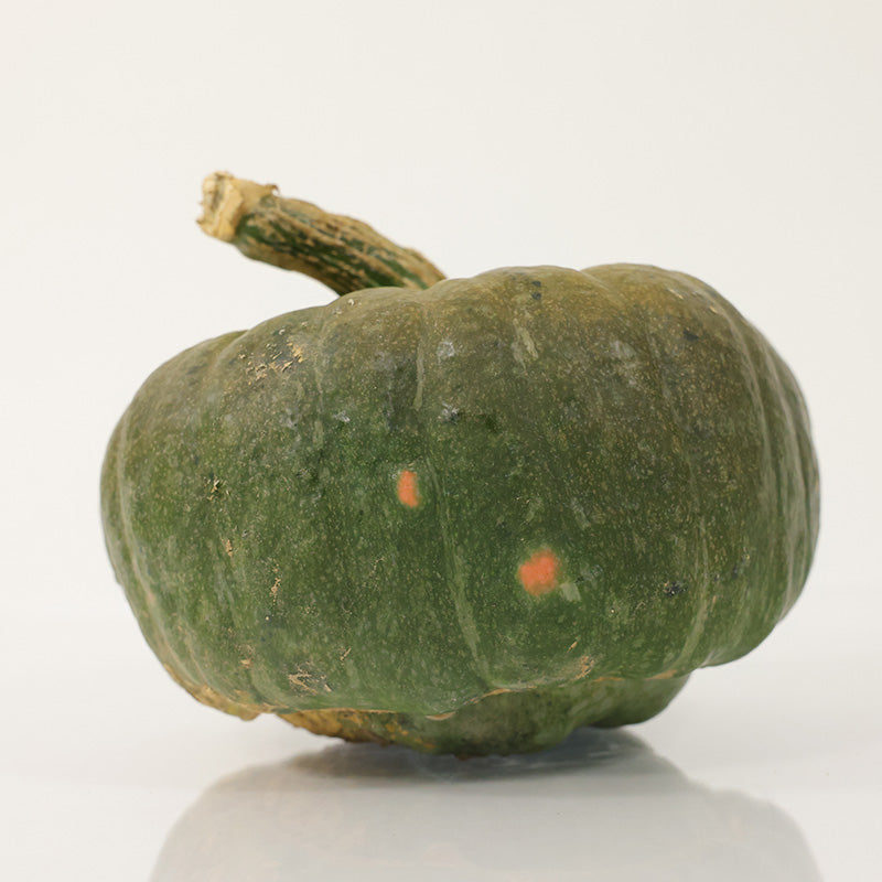 Pumpkin Troll F1 Seed
