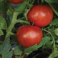 Tomato Loki F1 Seed