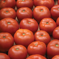 Tomato Loki F1 Seed