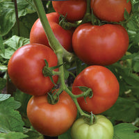 Tomato Loki F1 Seed