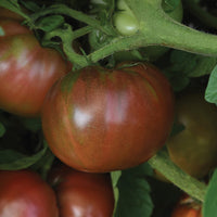 Tomato DarkStar F1 Seed
