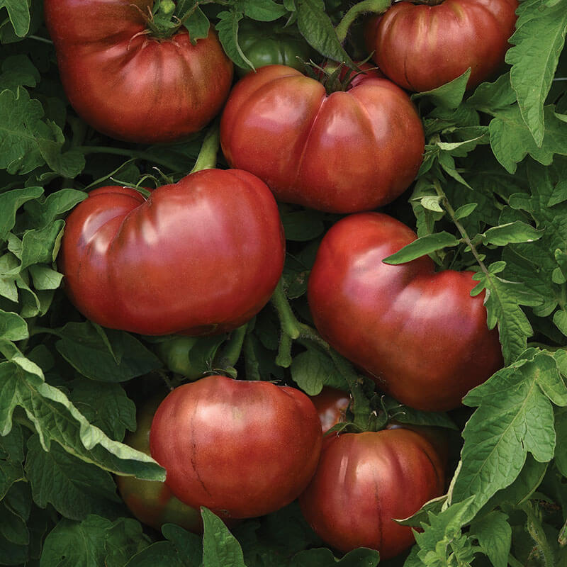 Tomato DarkStar F1 Seed