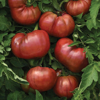 Tomato DarkStar F1 Seed