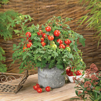 Tomato Donna Red F1 Seed