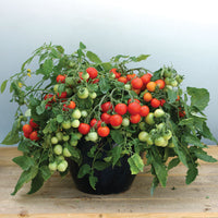 Tomato Donna Red F1 Seed