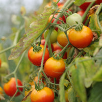 Tomato Donna Red F1 Seed