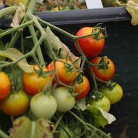 Tomato Donna Red F1 Seed