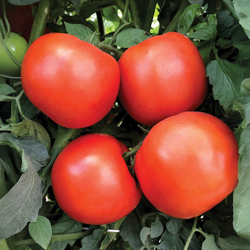 Tomato Rambler F1 Seed