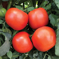 Tomato Rambler F1 Seed