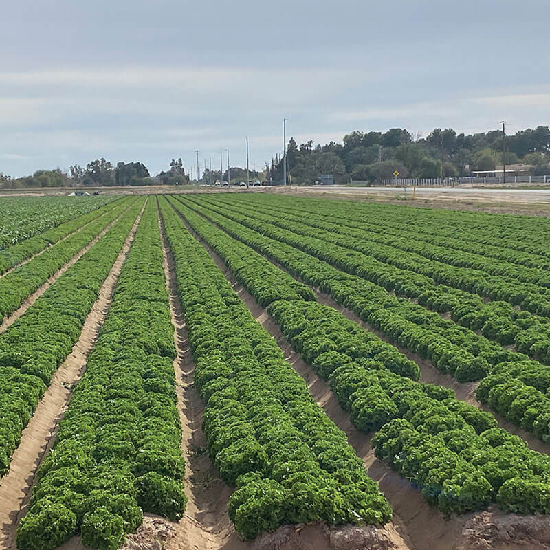 Lettuce Hulk Seed