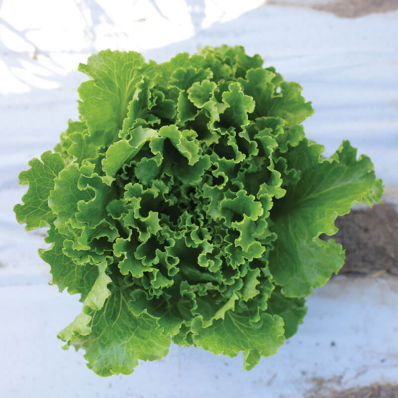 Lettuce Hulk Seed
