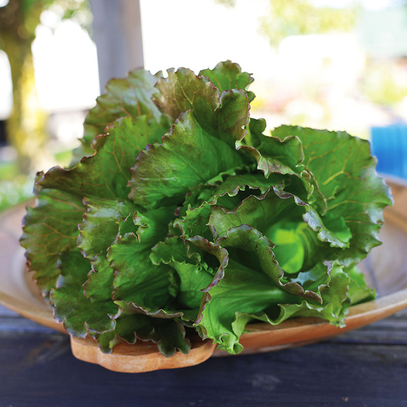 Lettuce Manzanita Seed