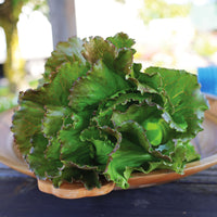 Lettuce Manzanita Seed