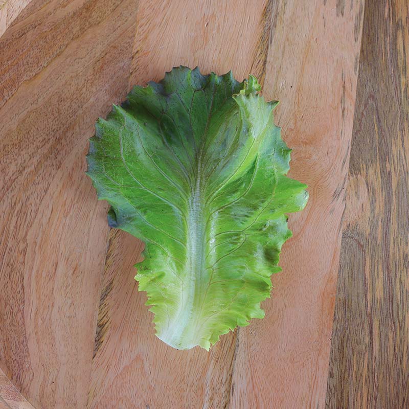 Lettuce Manzanita Seed