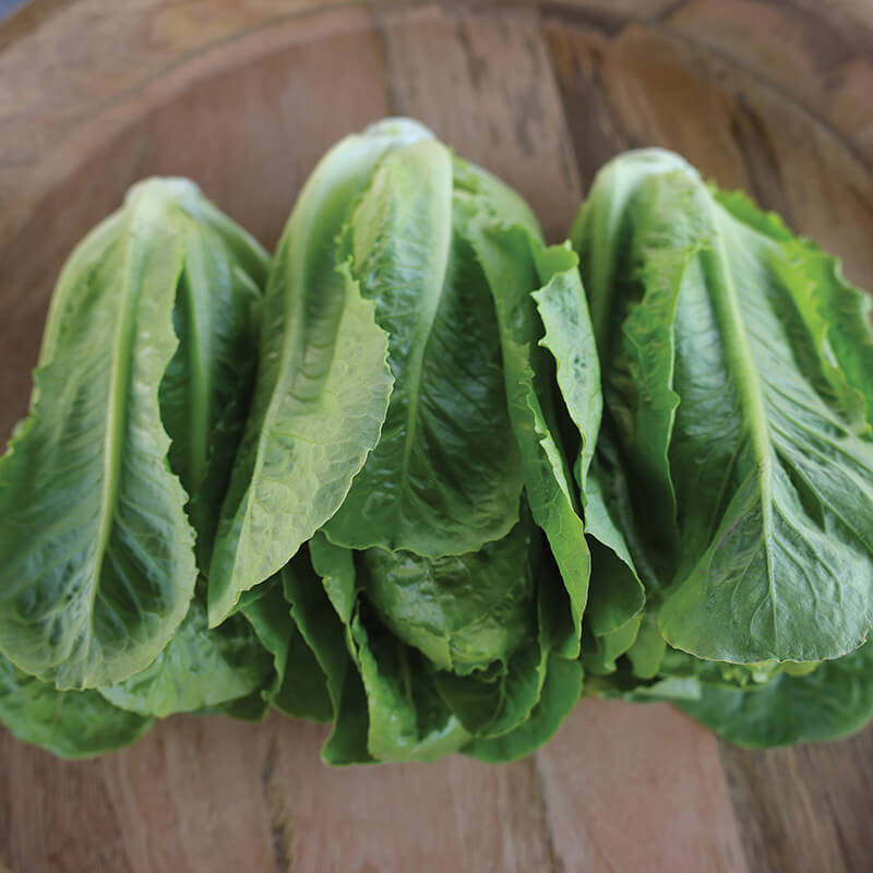 Lettuce Sonora Seed