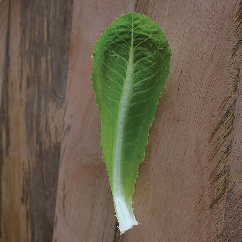 Lettuce Sonora Seed
