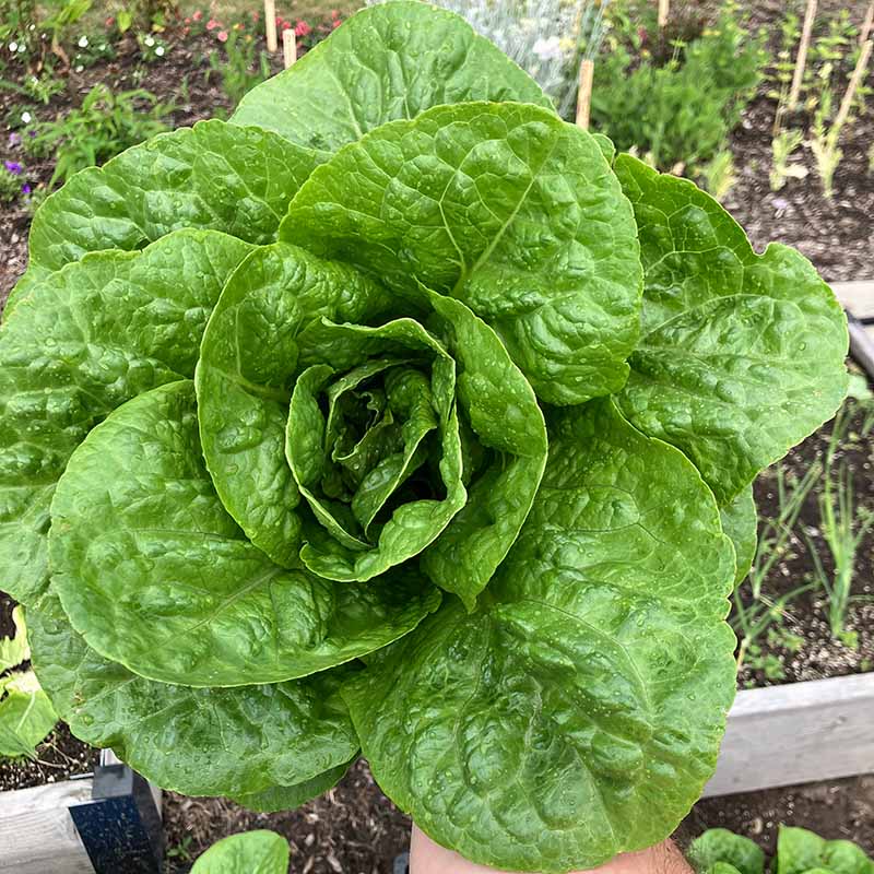 Lettuce Sonora Seed