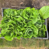 Lettuce Sonora Seed