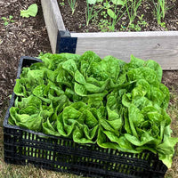 Lettuce Sonora Seed