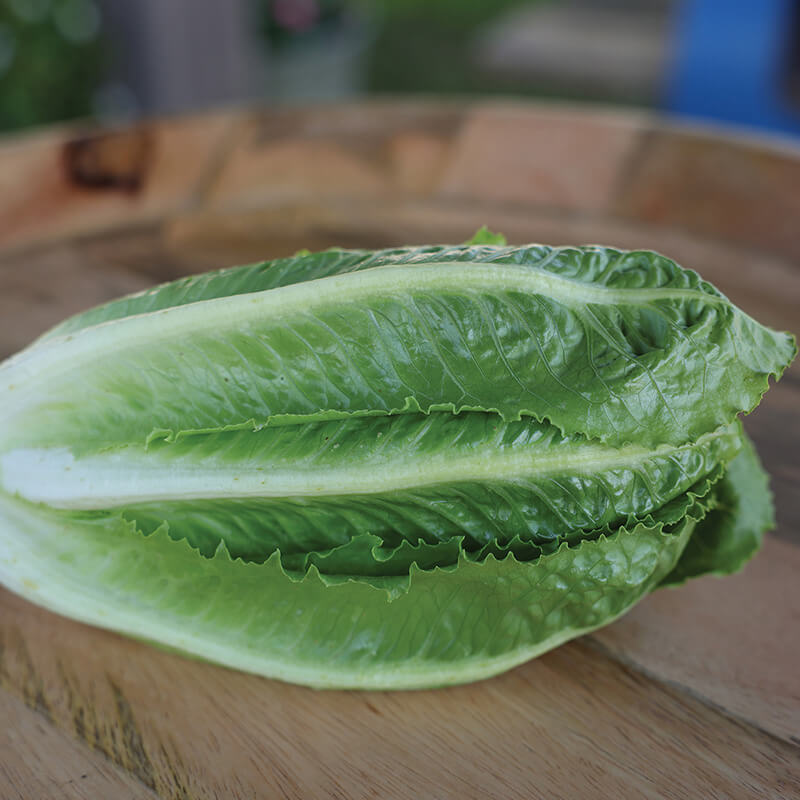 Lettuce Bluerock Seed