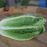 Lettuce Bluerock Seed