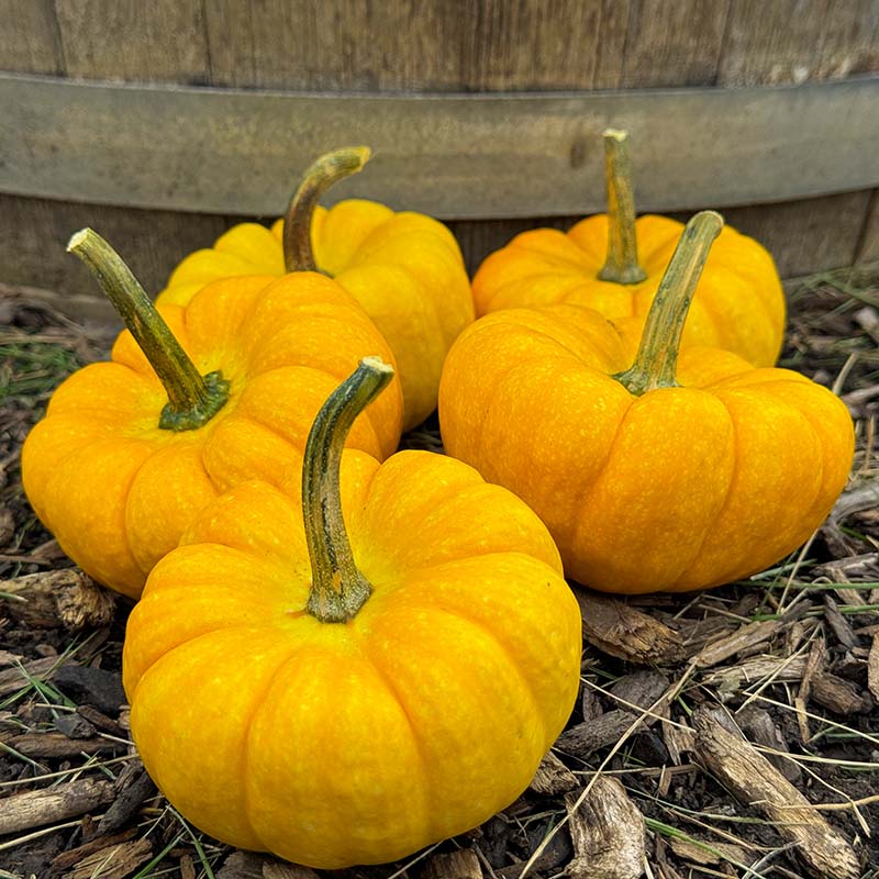 Pumpkin Yellow Jacket F1 Seed