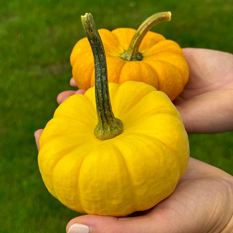 Pumpkin Yellow Jacket F1 Seed