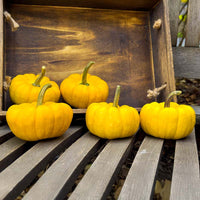 Pumpkin Yellow Jacket F1 Seed