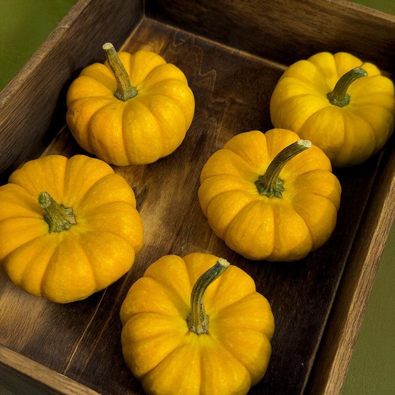 Pumpkin Yellow Jacket F1 Seed