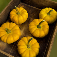 Pumpkin Yellow Jacket F1 Seed