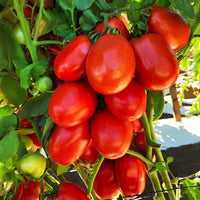 Tomato Inca F1 Seed