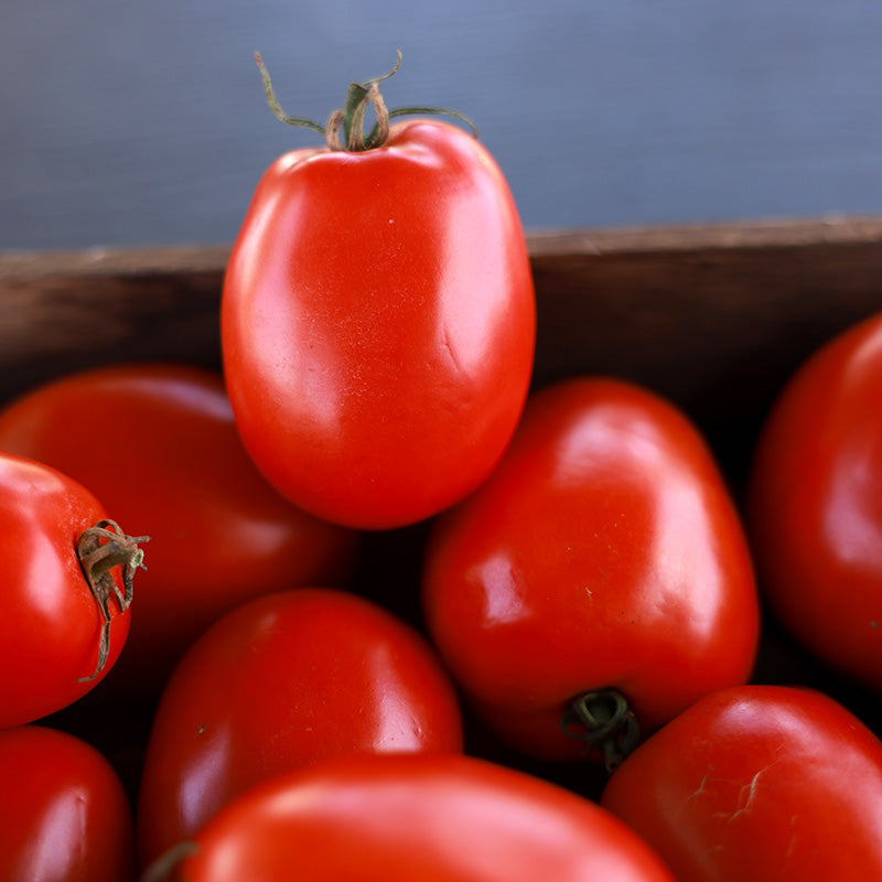 Tomato Inca F1 Seed