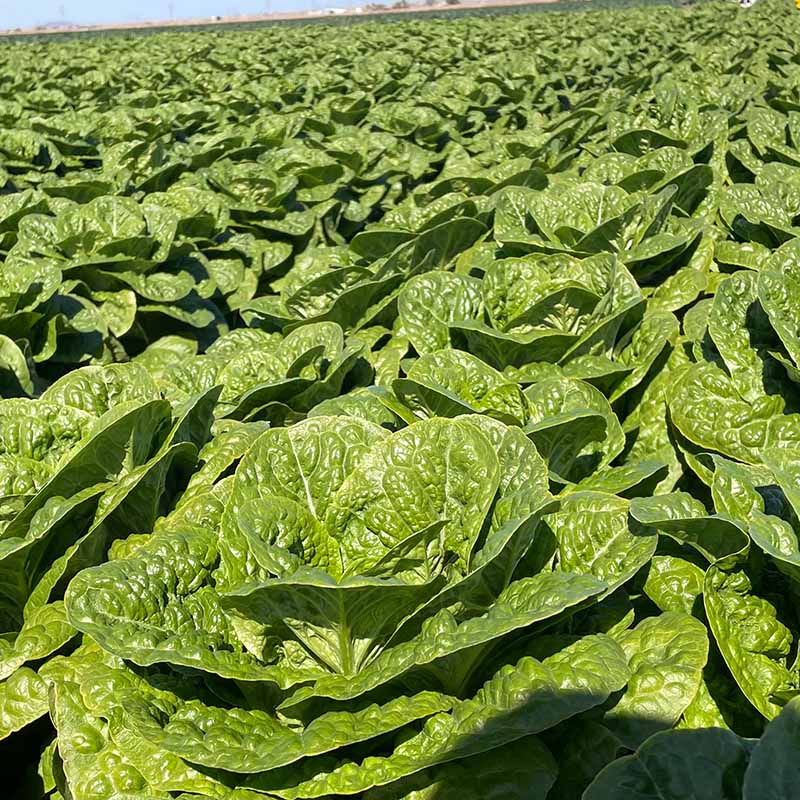 Lettuce Lassen Seed