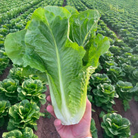 Lettuce Lassen Seed