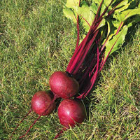 Beet Sedona F1 Seed