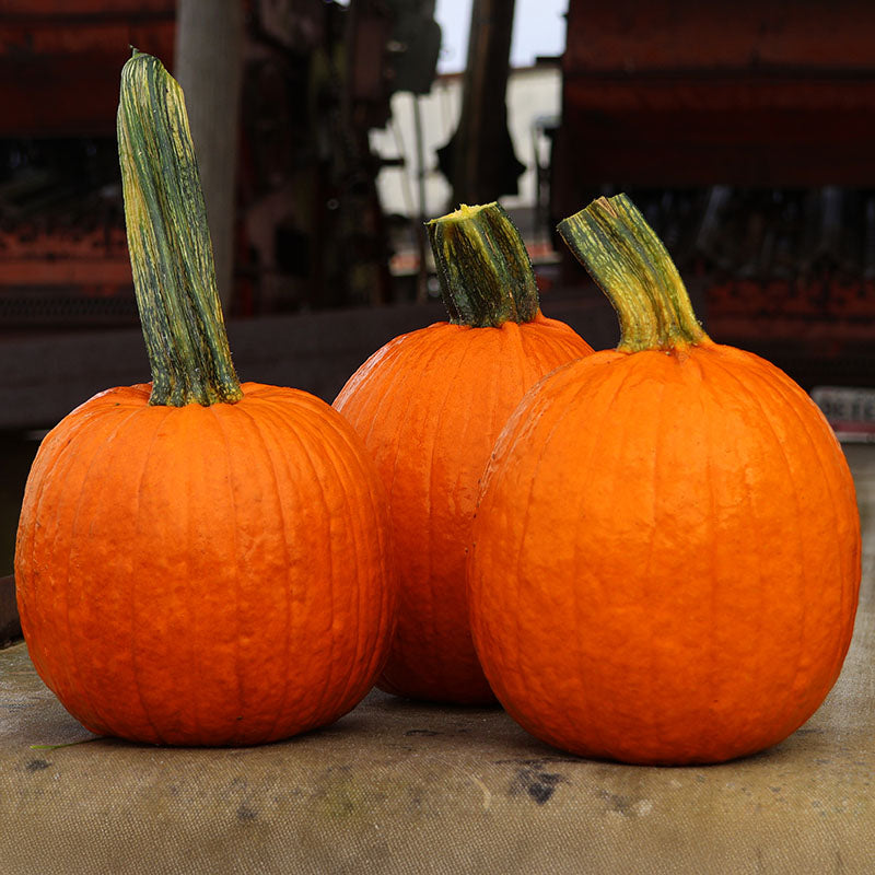 Pumpkin Fort Knox F1 Seed