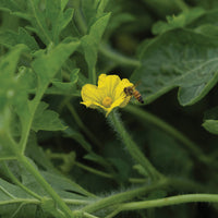 Watermelon Chaperone F1 Seed