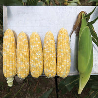 Sweet Corn M3 F1 Seed