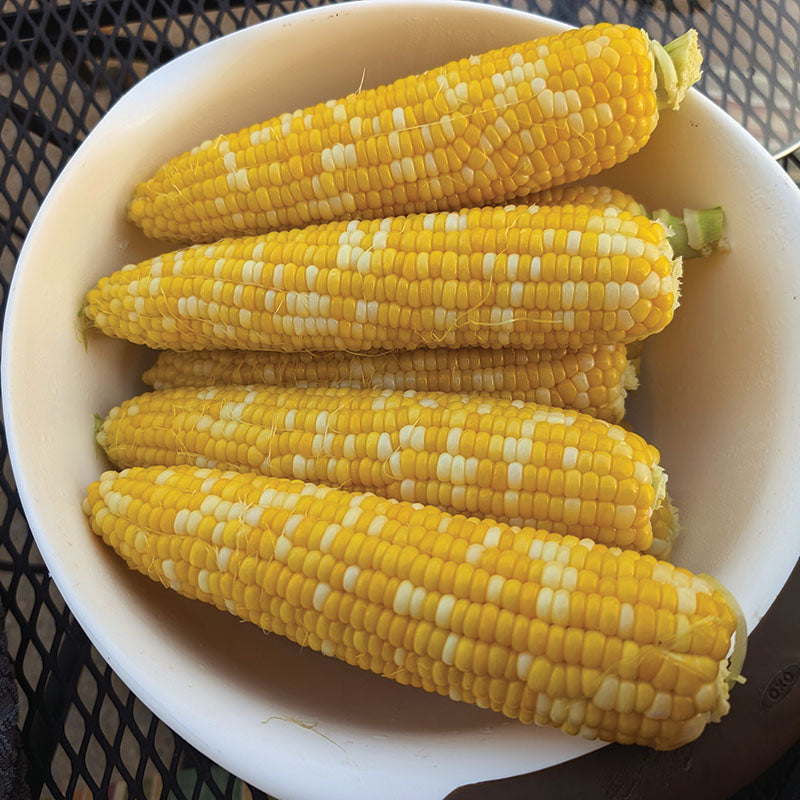 Sweet Corn M3 F1 Seed