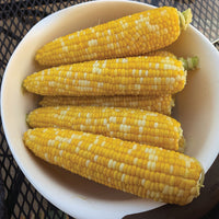 Sweet Corn M3 F1 Seed