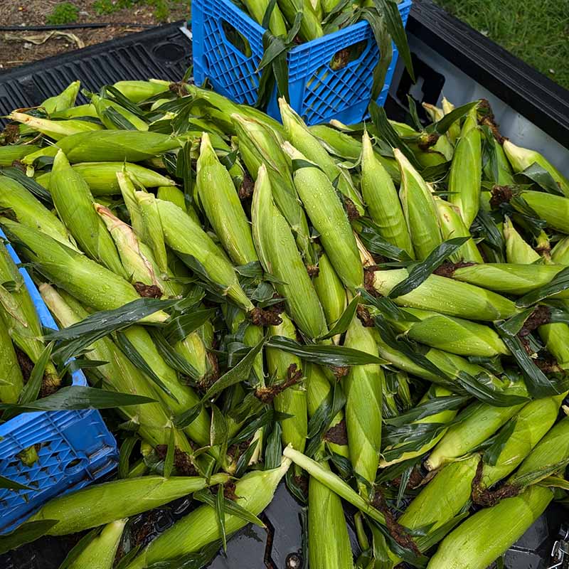 Sweet Corn M3 F1 Seed