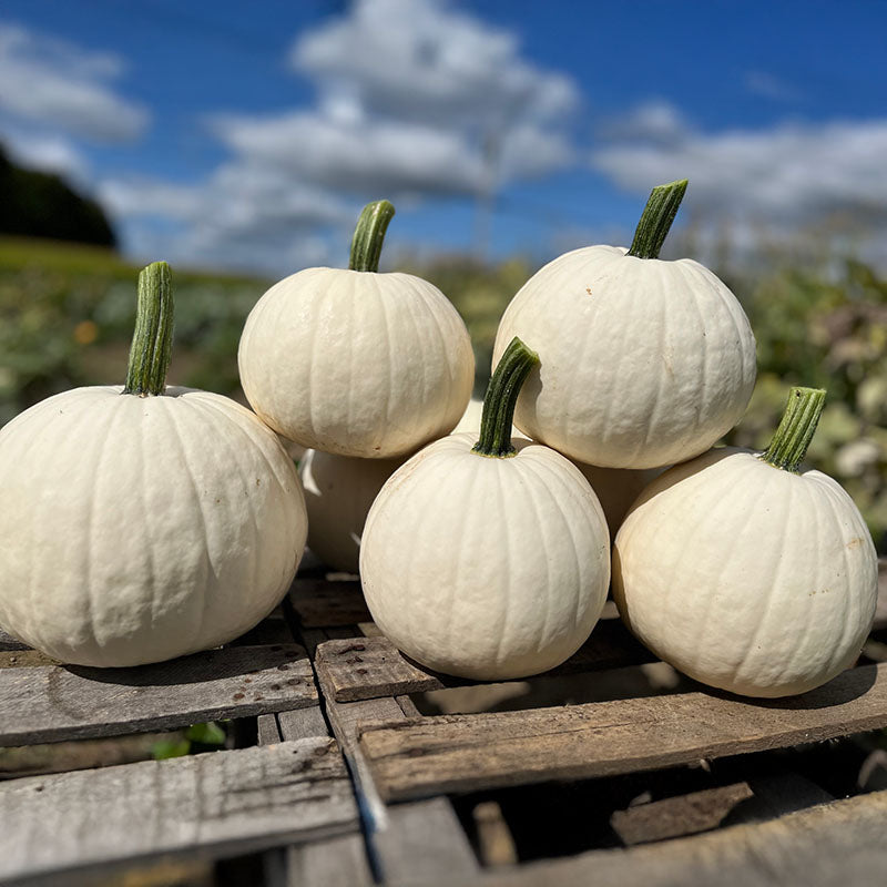 Pumpkin Ghost Town F1 Seed