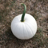 Pumpkin Ghost Town F1 Seed