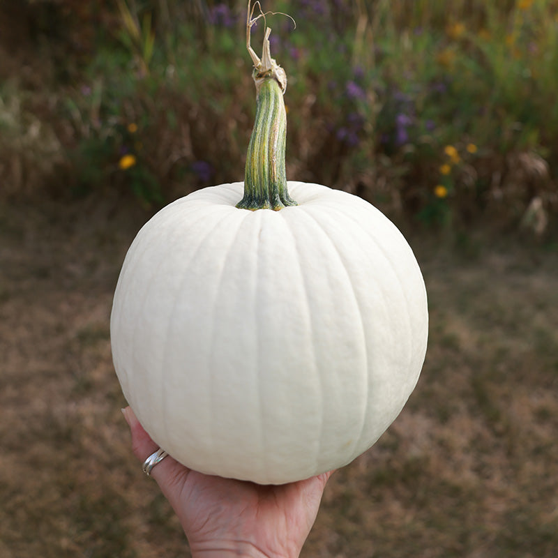 Pumpkin Ghost Town F1 Seed