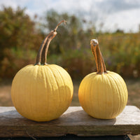 Pumpkin Lemon Sun F1 Seed