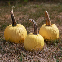 Pumpkin Lemon Sun F1 Seed