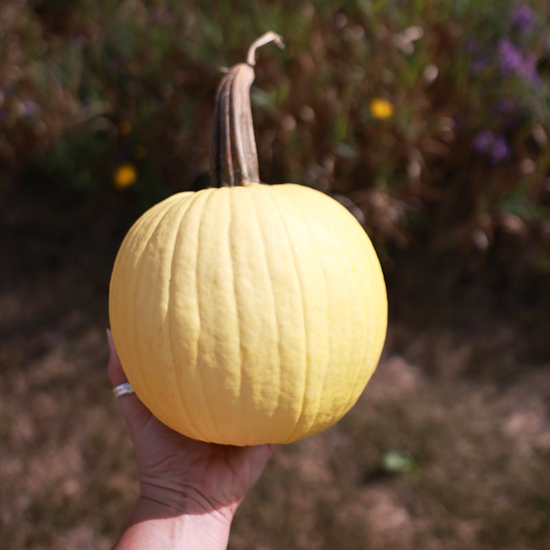 Pumpkin Lemon Sun F1 Seed