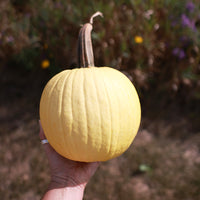 Pumpkin Lemon Sun F1 Seed