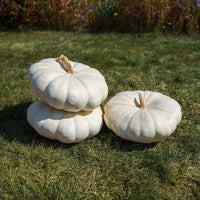 Pumpkin Star 7001 F1 Seed